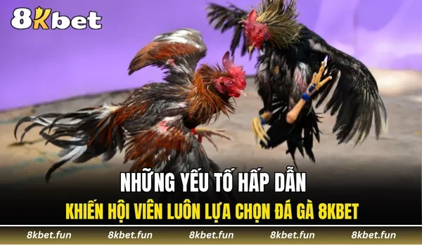 Những yếu tố hấp dẫn khiến hội viên luôn lựa chọn đá gà 8KBET